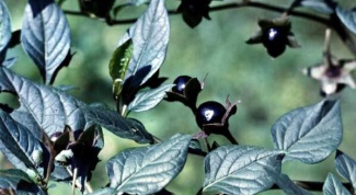 How to identify poisonous berries in the forest