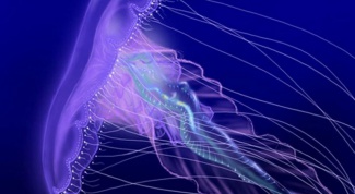 Почему медузы жалят