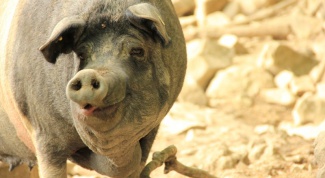 Как поражает африканская чума свиней