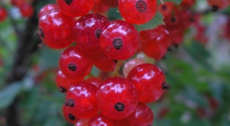 How to make jam from the red and white currants