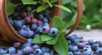 How to pick blueberries