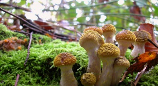 Как найти в лесу грибные и ягодные места