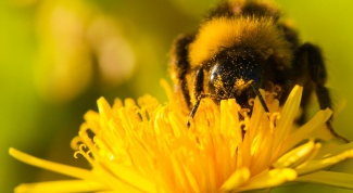 Как ухаживать за пчелами