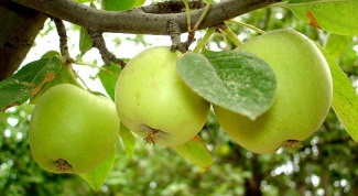How to care for Apple trees