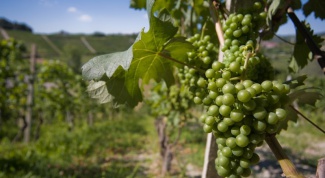 Как осуществлять уход за виноградом на приусадебном участке