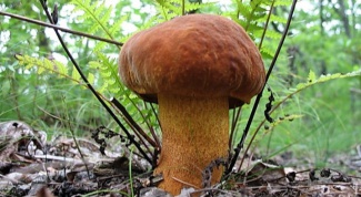 Как можно заготовить осенние грибы