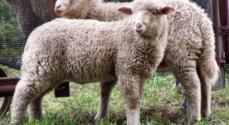 Как в Саратовской области задержали партию нелегальных овец