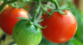 Why blackened green tomatoes