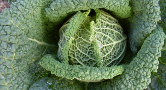How to cook Savoy cabbage