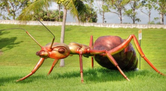 Зачем ученым знать о привычках муравьев