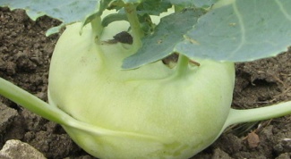 Как вырастить капусту кольраби