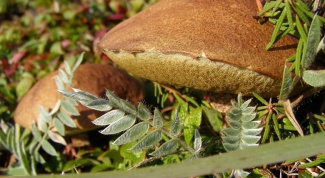 Какие осенние грибы можно сушить