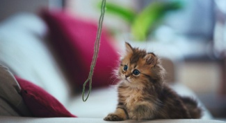 Как сделать игрушку для кошки своими руками