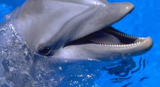 Как общаться с дельфином