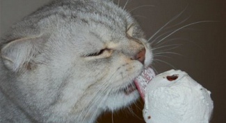 Чем кормить кота в жару