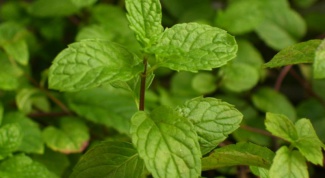 How to grow mint in the country