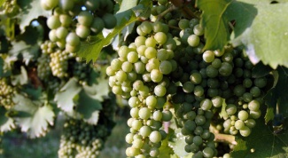 Как справиться с болезнями винограда 