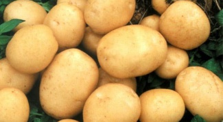 Как обеспечить хранение картофеля