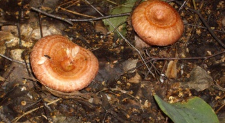 Как солить грибы волнушки