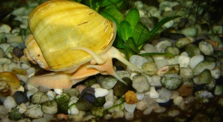 How to feed aquarium snail