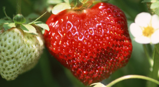 How to take care of outdoor strawberry