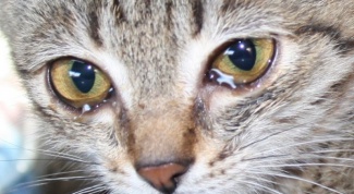 How to treat eye diseases in cats