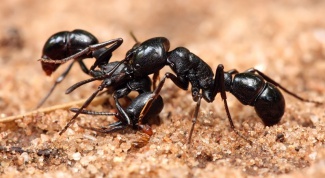 Что общего между муравьями и интернетом