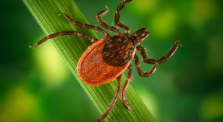 How to check whether the dangerous tick