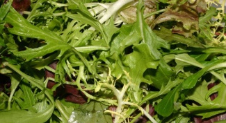 What is arugula and how it is useful