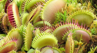 How to grow carnivorous flower in the house: Venus flytrap