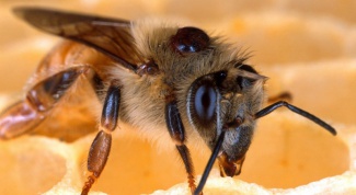 Как зимуют пчелы