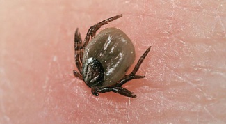 How to remove a tick from a person