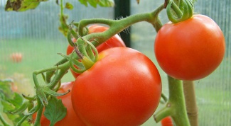 How to care for tomatoes