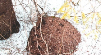 Как зимуют муравьи