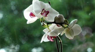 Как выбрать орхидею