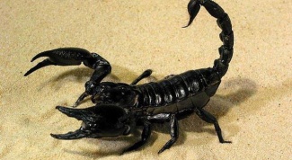 Как добывает пищу скорпион