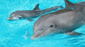 Как дельфины наказывают своих детенышей