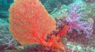 Как выглядят кораллы