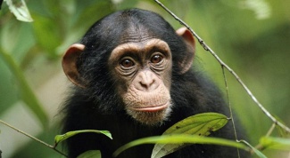 Как видят обезьяны