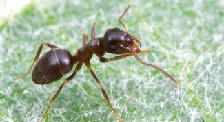 Как бороться с садовыми муравьями