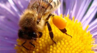 Лечение пчелиной пыльцой