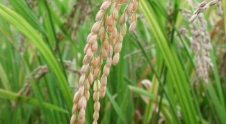 Рис и его польза для здоровья