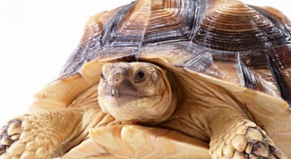 Как ухаживать за сухопутными черепахами
