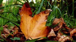 Почему листья сохнут