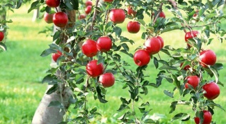 How to save the Apple tree