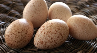 Яйца каких пернатых можно использовать в кулинарии