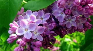 How to care for lilacs