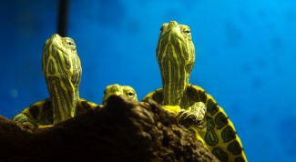 How to change the water in the aquarium for turtles
