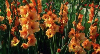 How to plant gladiolus