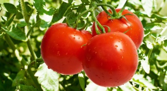 How to remove laterals from tomatoes